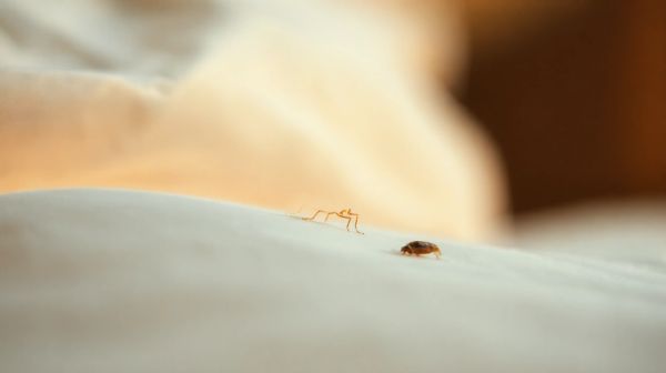 5 méthodes incontournables pour reconnaître et soigner les piqures de punaises de lit