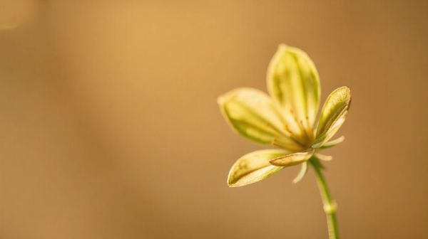 Découvrez les avantages des fleurs de cbd : guide essentiel