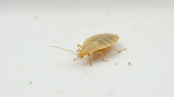 Piqures de punaises de lit : comment les identifier et les traiter ?